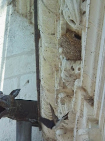 House Martin and nest, Chateau of Chenonceau.  Indre et Loire, France. Photographed by Susan Walter. Tour the Loire Valley with a classic car and a private guide.