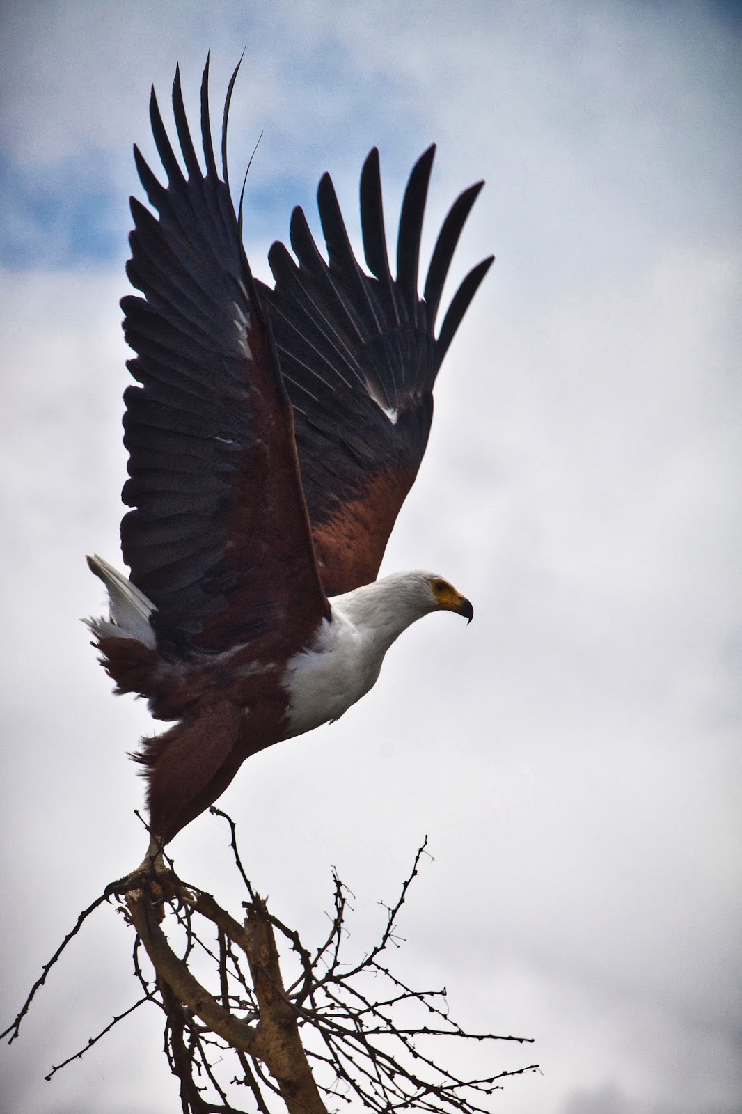 Feather Tailed Stories: African Fish Eagle (Africa Series)