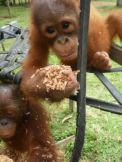 Ujang the infant orangutan playing with the sawdust