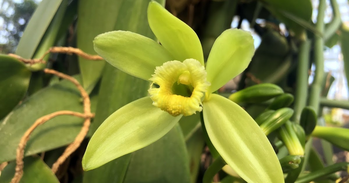 香らないバニラの花 広島市植物公園ブログ