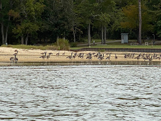 The geese were not happy to see us in our kayak