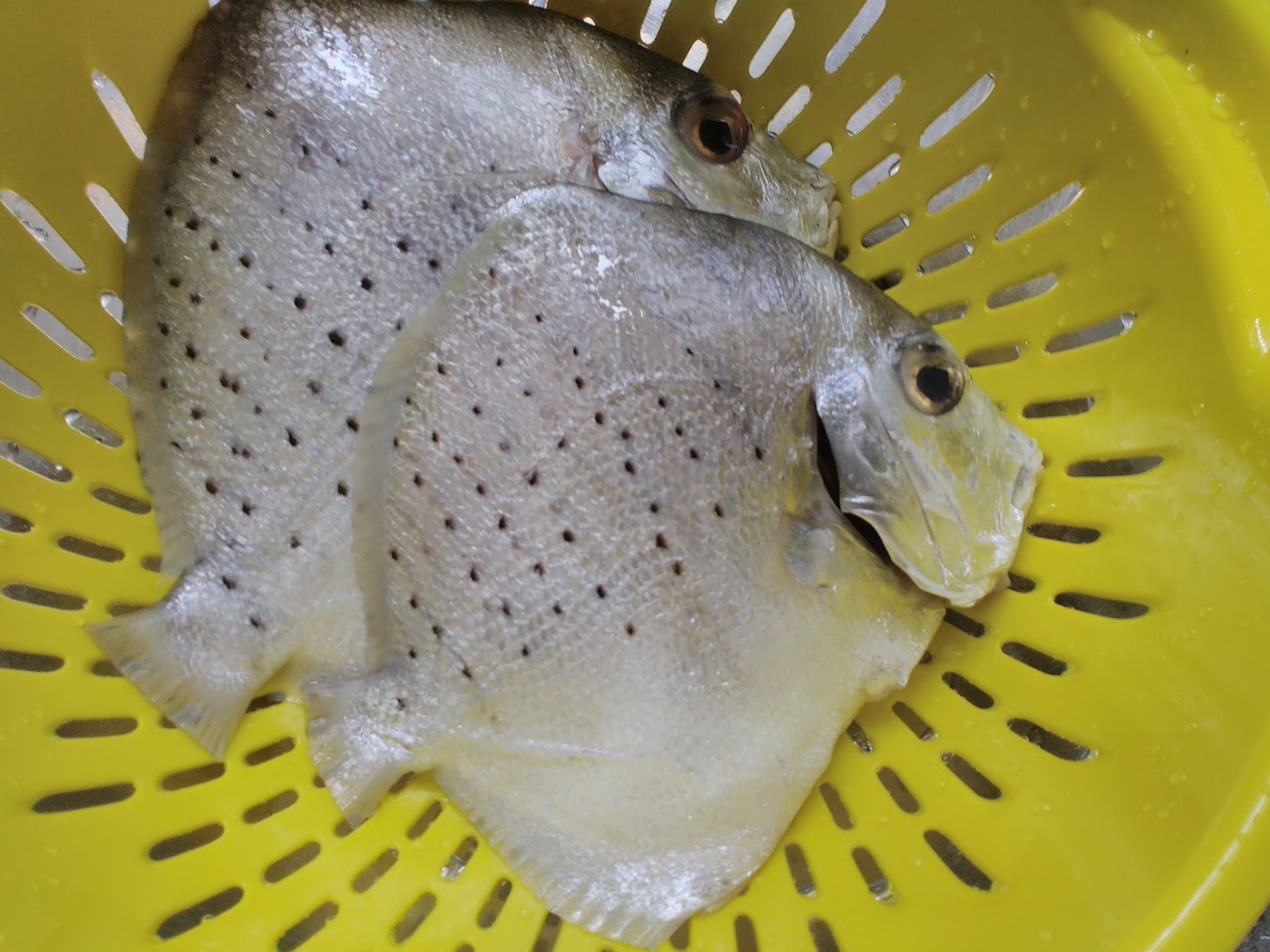 Dapur Cempakasari Ikan Bawal Kipas Rebus Ketuk Serai