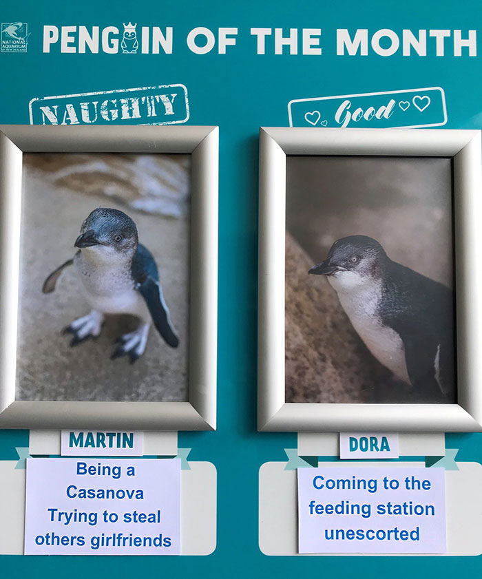 Aquarium Chooses The Naughtiest Penguin Of The Month And Shares Their 'Crime Pictures'