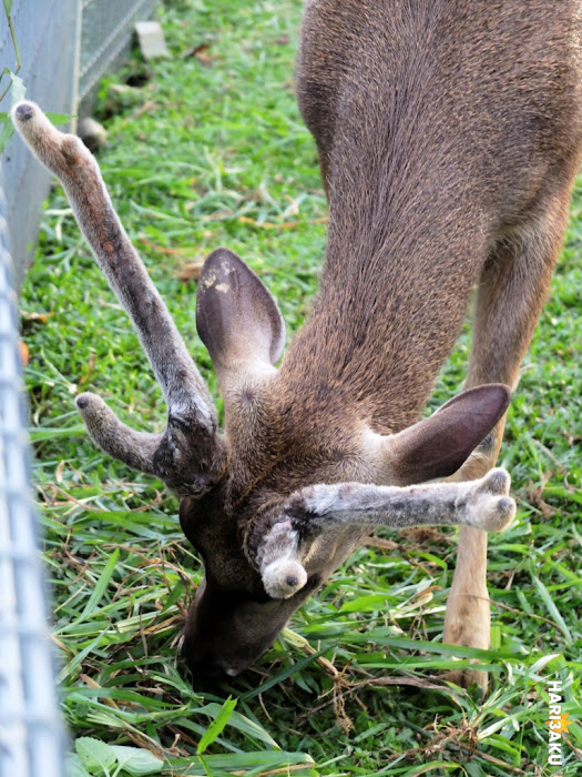 Rusa di Furry Friend's Playground