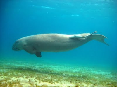 Duyung / Dugong Dugon