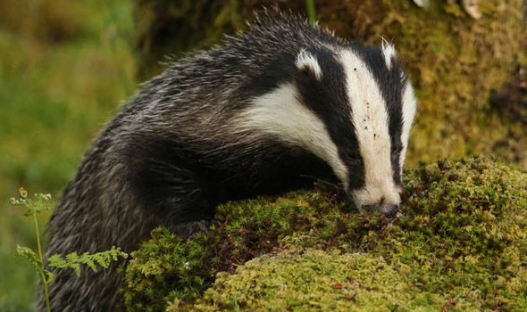 Top 10 facts didn't know about badgers