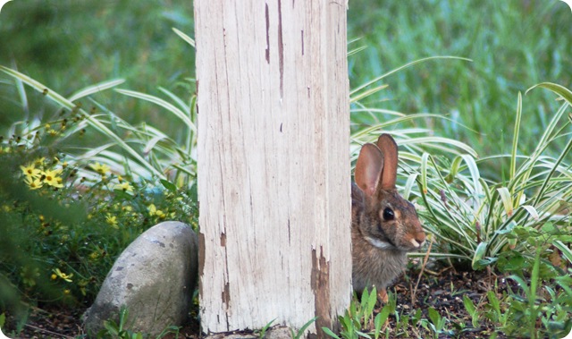 rabbit peeping from post