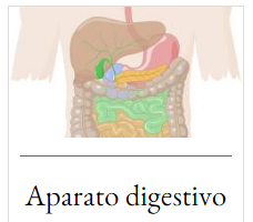  aparato digestivo