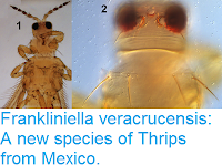 http://sciencythoughts.blogspot.co.uk/2017/02/frankliniella-veracrucensis-new-species.html