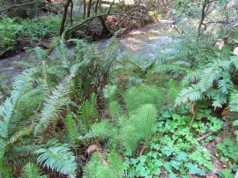 HikingthroughMuirWoods-29-2012-04-15-15-39.jpg