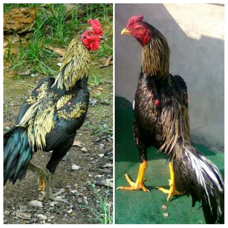 66+ Populer Warna Ayam Wido, Campuran Warna