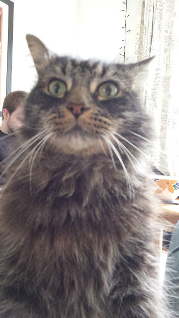 The Demon Gin, surprised cat, canterbury blog, kent blogger