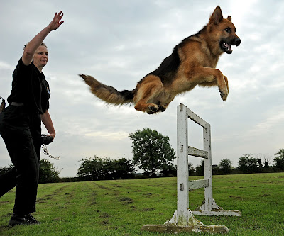 Peter Caine Dog Training