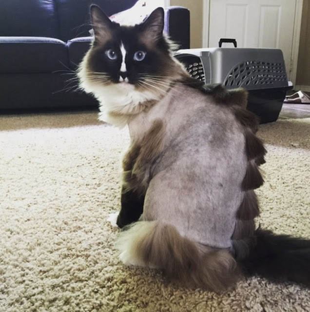 Cat Hairstyle