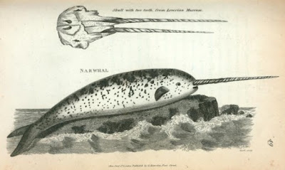 The narwhal has been difficult to study, but impressive research reveals more about how our Creator made them able to adapt to their sea lives.