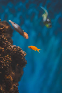 Does fish need oxygen