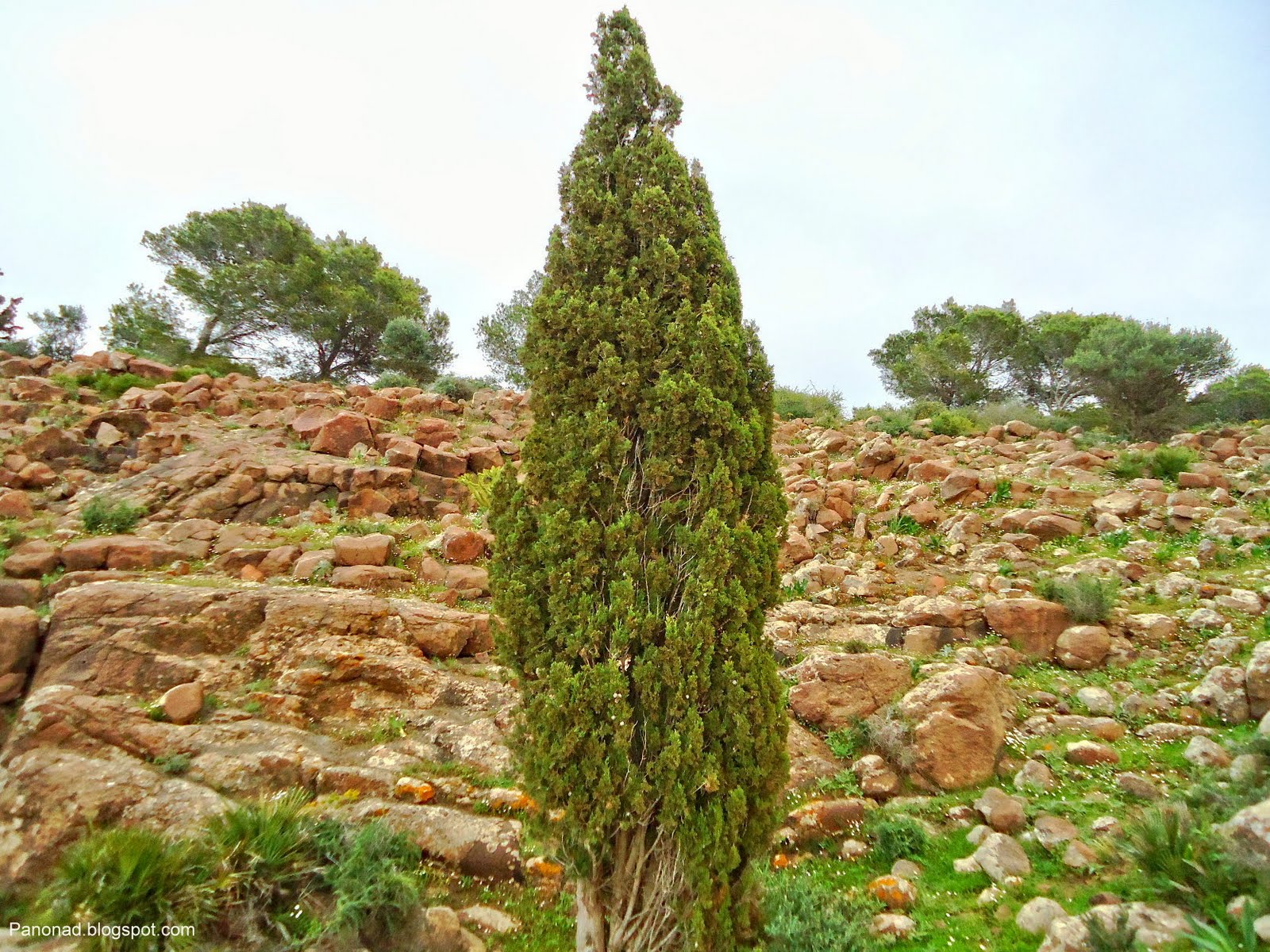 ملف عن الغابة وأهميتها في حماية البيئة نماذج من غابات المغرب