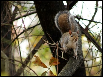 squirrel