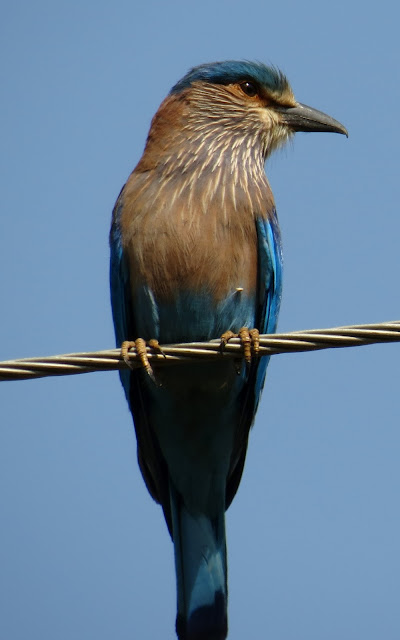 Bluey jay wallpaper,blue jay images,blue jay photo,blue jay images,beautiful blue jay,cute blue jay,the blue jays,blue jay birds,  the toronto blue jays,toronto blue jays,blue jays,blue jay bird,flying blue jay,