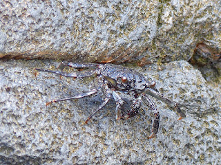 Crabe de rocher de la Réunion