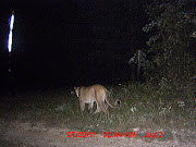 A landowner's trail camera has confirmed a mountain lion sighting in Shannon .
