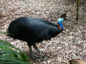 Wildlife Zoo