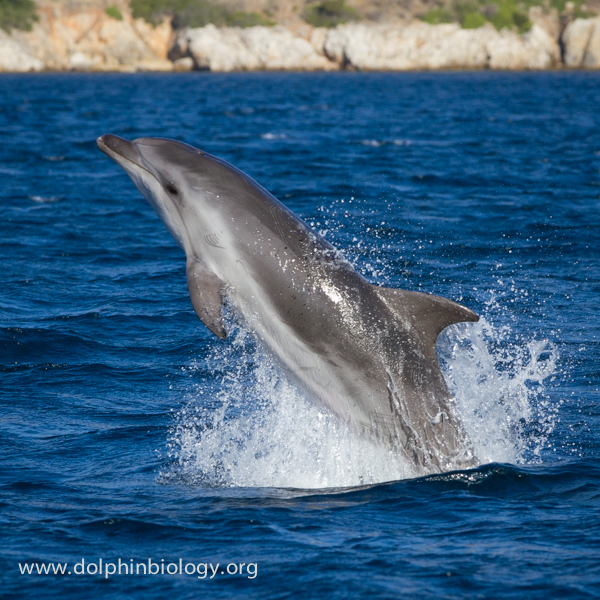 Dolphin Biology And Conservation Bottlenose Dolphin Glory
