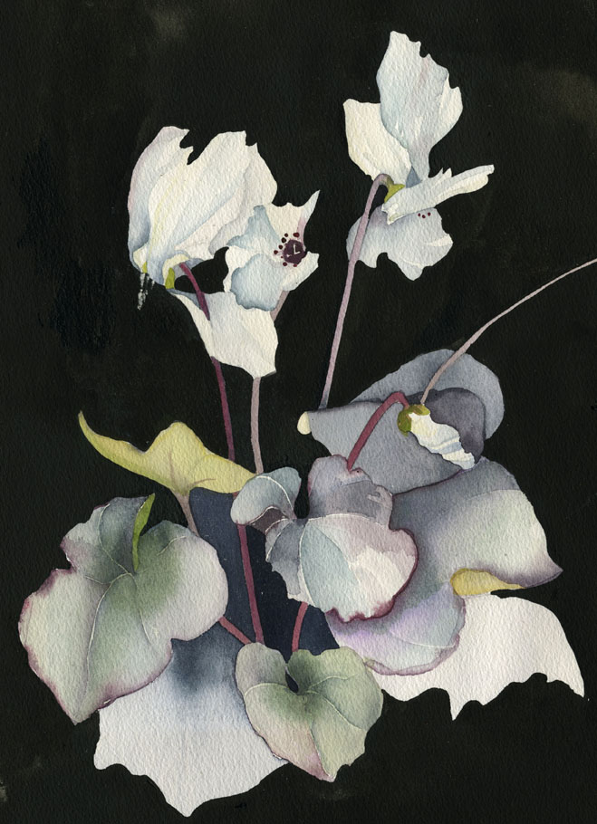 Amy Hautman Paintings: White Cyclamen On Black Background, Watercolor & Ink