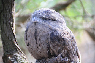 Serendip Sanctuary, Lara Tawny Frogmouth