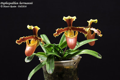 Paphiopedilum herrmannii orchid plant care and culture