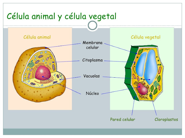 Resultado de imagen de celula animal y vegetal