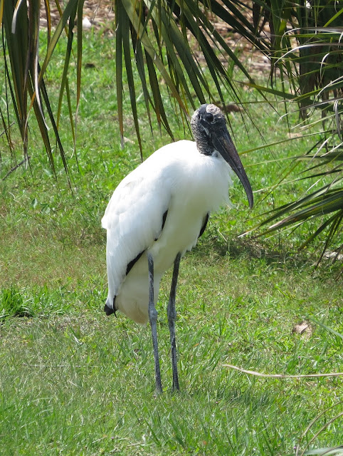 Wood Stork - Orlando, Florida