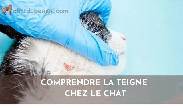 la teigne du chat