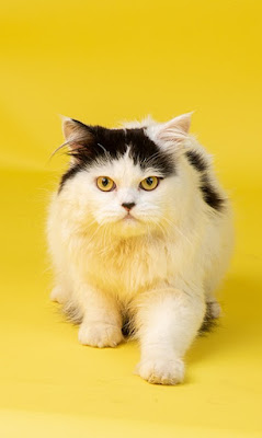 Persian Cat facts and information