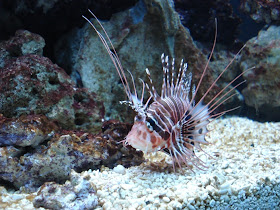 Seattle Aquarium lionfish