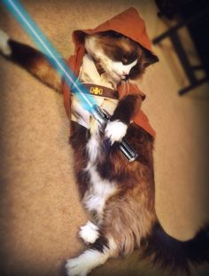 https://www.pinterest.com/thefellowship01/jedi-cat/