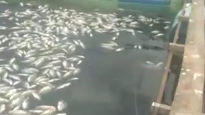 Angin Bertiup Kencang, Sekitar Satu Ton Ikan Mati di Danau Maninjau