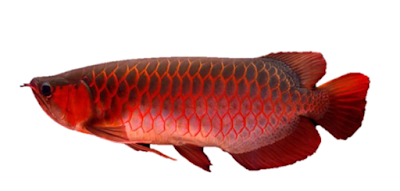 Gambar Ikan Arwana Super Red (Scleropages formosus)