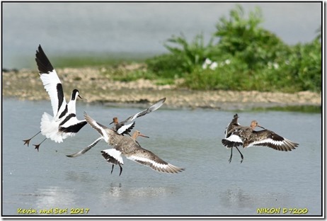 Slimbridge WWT - May