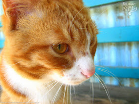 Orange-Eyed Red Mackerel Tabby with White Happy Cat