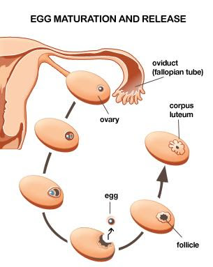 period effect skin