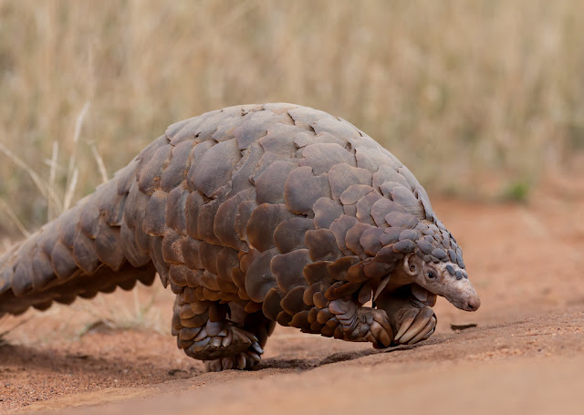 Animal Pangolin