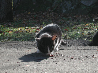 やんちゃな子猫たち