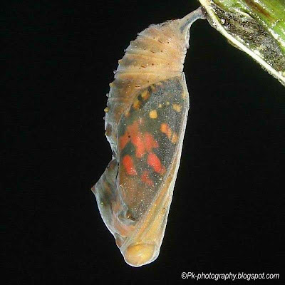 Painted Lady Butterfly Life Cycle