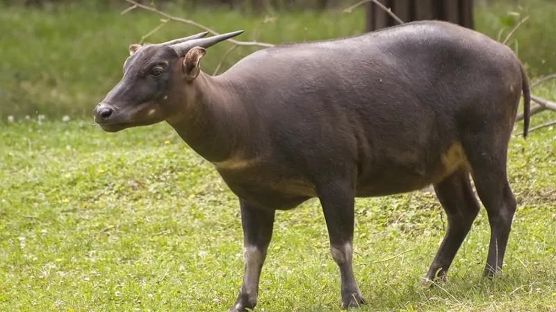 46+ Hewan Mamalia Mirip Sapi Lebih Kecil Hidup Di Sulawesi, Trend Terbaru!