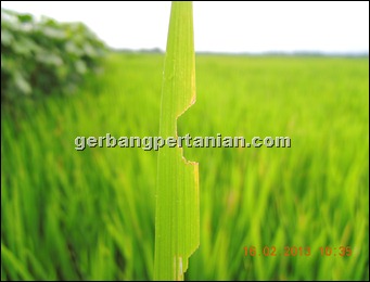 daun-padi-digerek-belalang