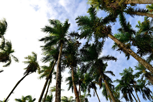 Suriname, Paramaribo, Amérique du Sud