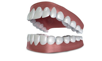 Khám phá xem hàm răng có bao nhiêu răng là đủ-1