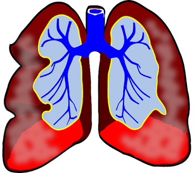 Los pulmones