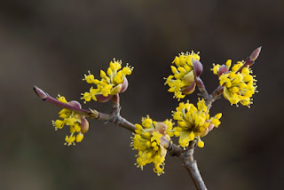 húsos som (Cornus mas)